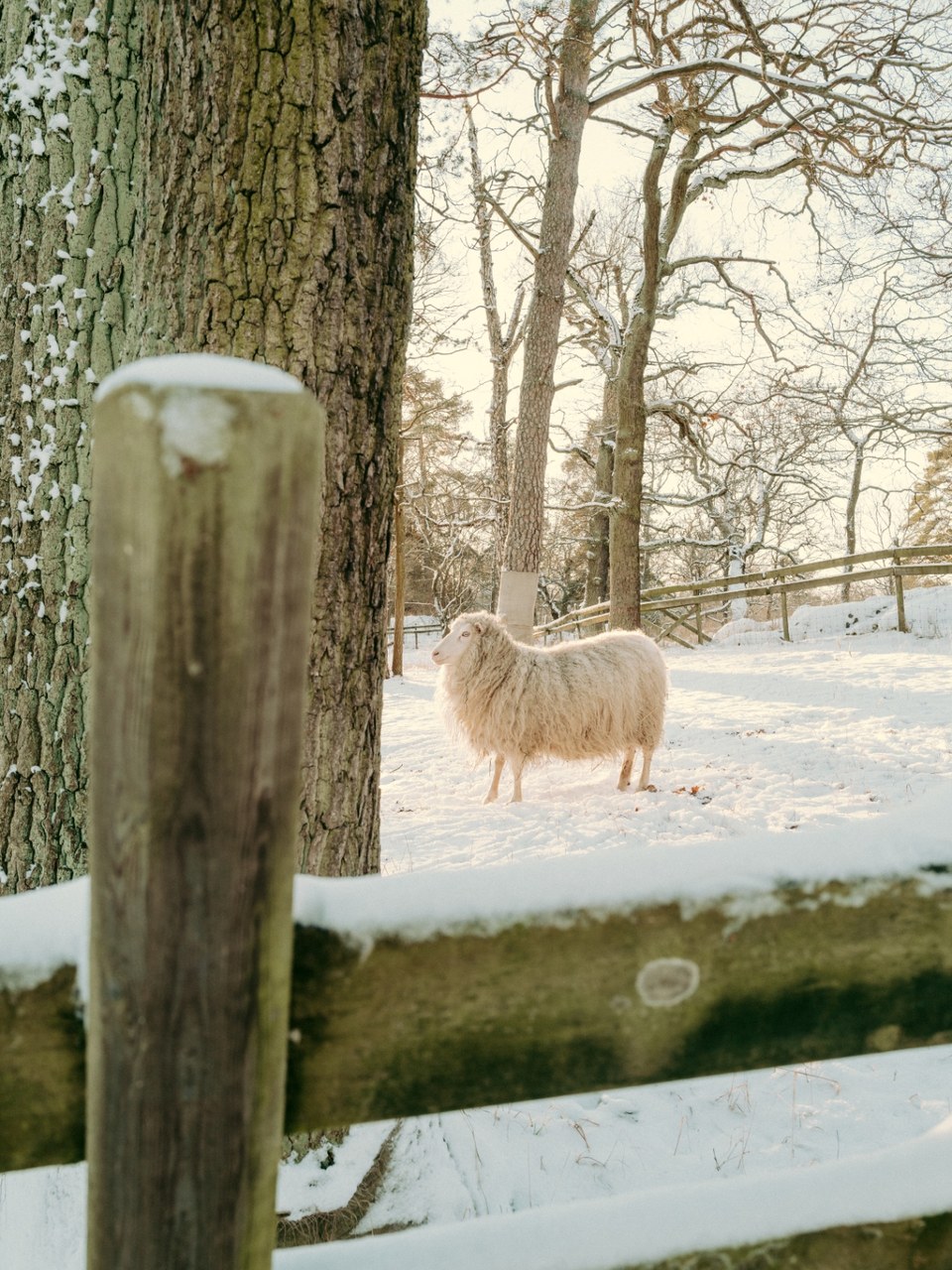 Sheep standing in a snowy field behind a wooden fence, framed by a tree trunk