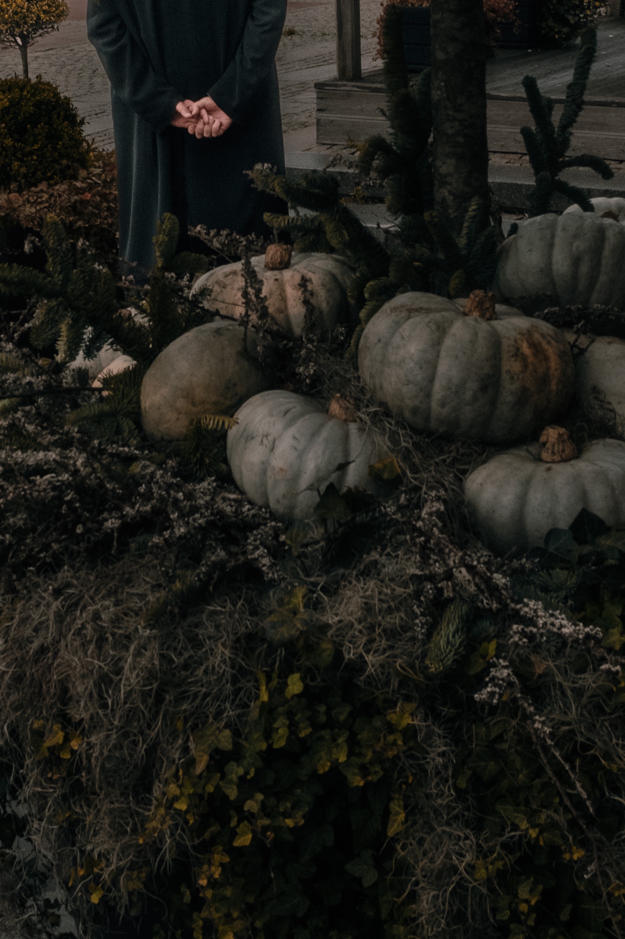 Person standing behind a row of pale heirloom pumpkins