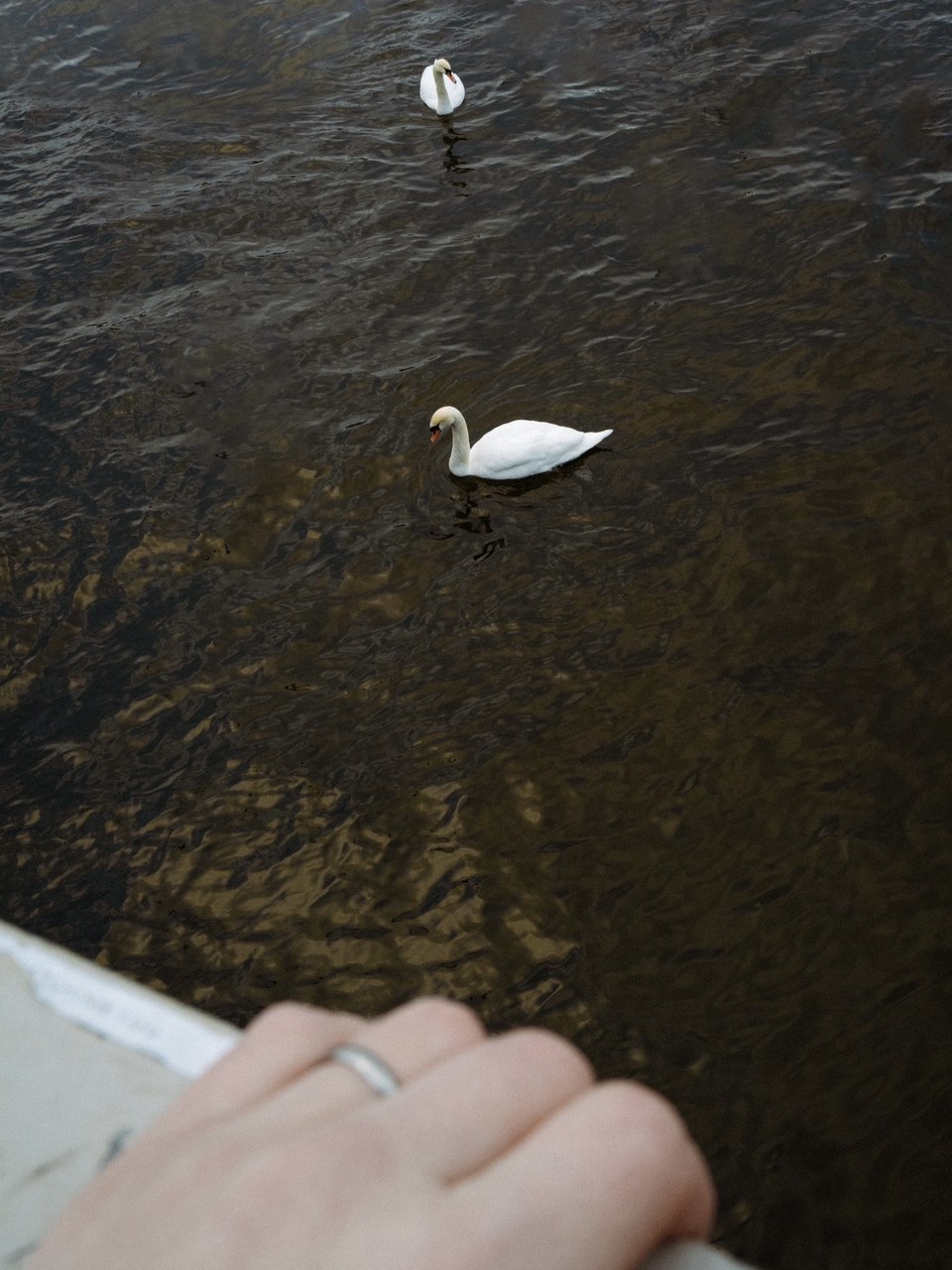 Two swans drifting on dark water